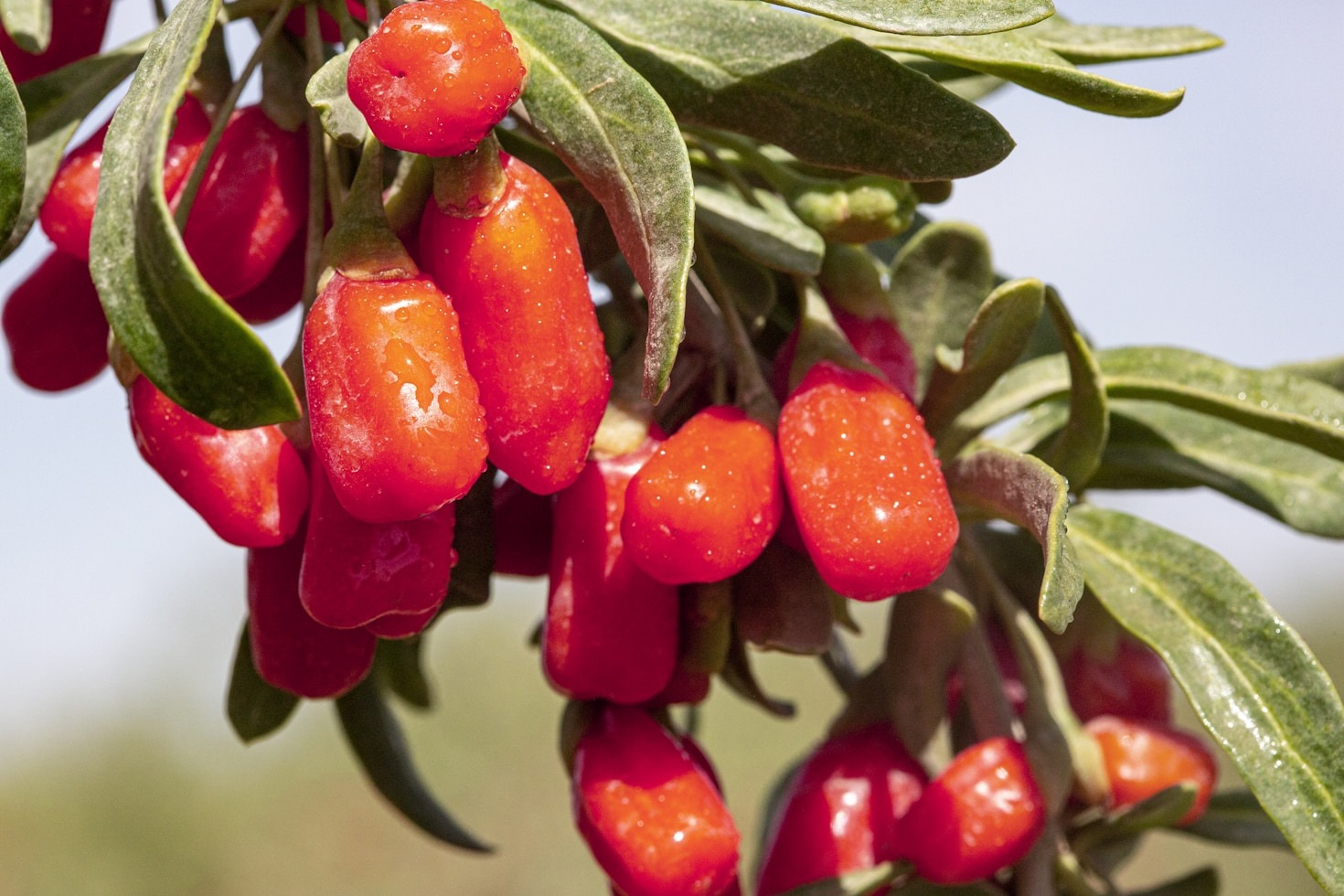 Integrating Traditional Medicine Into Modern Diets